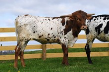 HEIFER