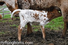 Heifer