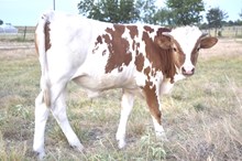 Bout x Texana bull calf