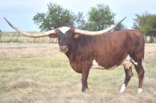 TEXANA REMBRANDT