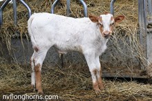 Bull