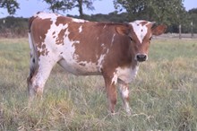 Bout x Diamond on the Rocks heifer calf