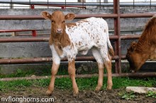 Heifer