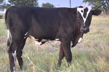 Bout x Diamond bull calf