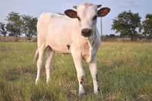 Bout x Dart heifer calf