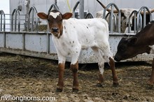 Bull