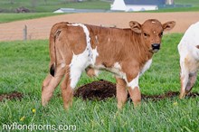 Bull