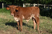 RR Spiced Zena x TBD (2025)