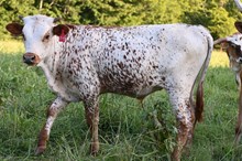 RR Liberty Casanova x TBD (2025)