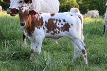 Steer (2025)