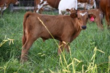 Steer (2025)