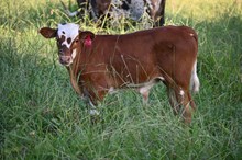 Steer (2025)