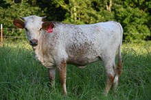 Moonbeam Melon
