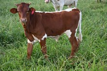 Steer (2025)