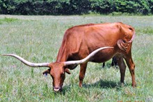 BRAZOS ROSE TOOTSIE