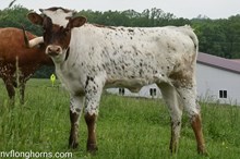 Heifer