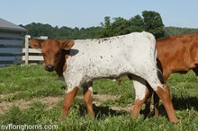 Bull