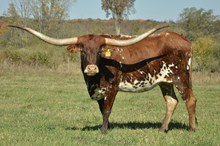 ECR AMOR SENORITA