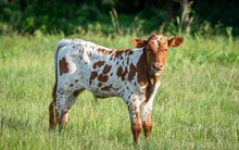 TLS GINGER x Shiloh Chex 005 bull