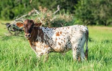 DH Pharlaps Star x KDK Thor bull