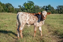 RR Paisley x KDK Thor bull