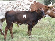 KDK BUZZ 554