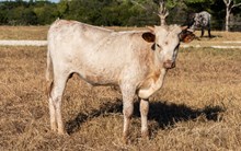 DH Pharlaps Star x KDK Thor bull