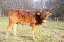 GLR Cut N Jam Gal x GLR Sheridan ‘25 calf