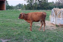 Hubbells Heavy Duty x m arrow starry eyes heifer