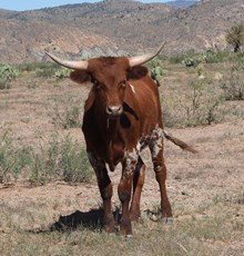 QMB BOOMER