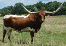 DH FOXY COWGIRL