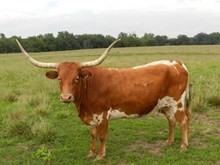 SWEET COWGIRL
