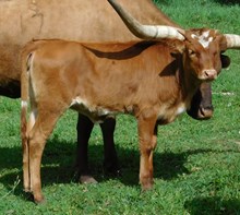 L4 Rusti