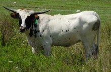 L4 Strawberry Cowgirl
