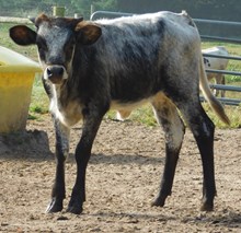 LONGMIRE X ACE'S LADY HEIFER