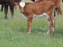 418-bull