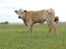 411-bull