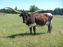 BL BRINDLE SUGAR