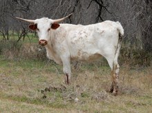 BR Cuervo Blanco