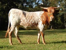 ECR Sweet Thora