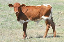 Unnamed Steer 471