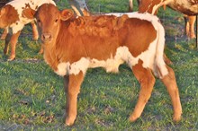 Unnamed Bull 421