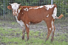 PATTY 538