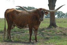 BUTTER FEISTY LEIGH CF 2