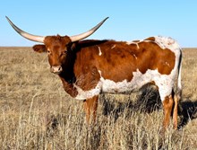 GRANDE TEXAS LADY