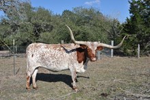 EOT OutBack Daisy