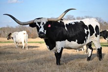 SHEASPOOK