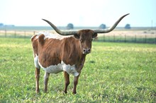 DARLA 80