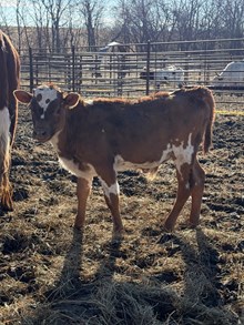 DSF Pearl's Pride x Bar R Matador