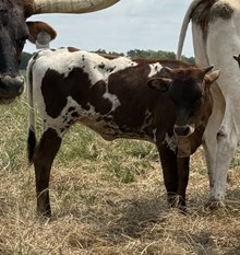 DSF Star Voltage x TCR Kansas Cowboy